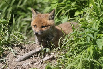 Young fox (Vulpes vulpes), pup, six weeks, in front of the den, Allgäu, Bavaria, Germany, Europe