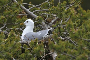 Common gull (Larus canus) sitting in nest on dwarf pine, Lapland, Norway, Europe