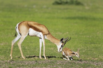 Springboks (Antidorcas marsupialis), ewe stimulates newborn lamb to get up and walk, during the rainy season in green surroundings, Kalahari Desert, Kgalagadi Transfrontier Park, South Africa, Africa