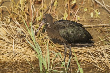 Glossy Ibis (Plegadis falcinellus), juvenile hunting at a canal, environs of the Ebro Delta Nature...