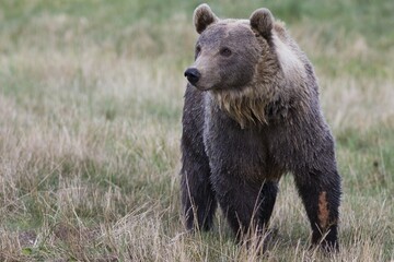 Fototapeta premium Brown Bear (Ursus arctos) in Skandinavisk Dyrepark or Scandinavian Wildlife Park, Jutland, Denmark, Europe