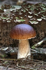 Penny bun, porcino or cep (Boletus edulis), Allgaeu, Bavaria, Germany, Europe