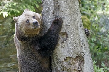 Brown bear (Ursus arctos) standing by a tree, captive, Bavarian Forest National Park, Bavaria,...