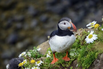 Puffin (Fratercula arctica) on a rock with flowers, Látrabjarg, Westfjords, Iceland, Europe
