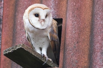 Barn owl (Tyto alba) sitting in front of the entrance hole to the nest, Hesse, Germany, Europe