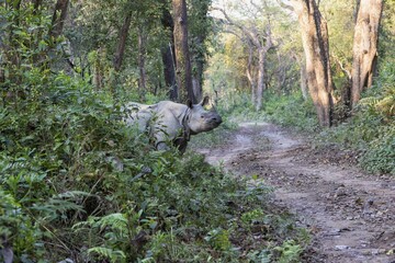 Indian rhinoceros (Rhinoceros unicornis) crossing forest road in jungle, Chitwan National Park, Nepal, Asia