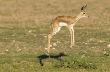 Springbok (Antidorcas marsupialis), pronking young lamb, rainy season with green surroundings,...