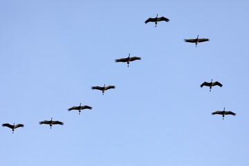 Common cranee (Grus grus) in formation flight, Zingst, National Park Vorpommersche Boddenlandschaft, Mecklenburg-Western Pomerania, Germany, Europe