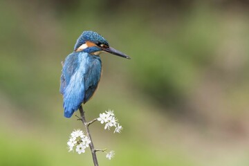 Kingfisher (Alcedo atthis), male sitting on blackthorn branch, Hesse, Germany, Europe
