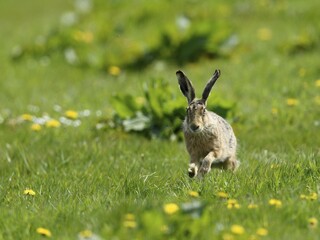 Running European hare (Lepus europaeus), Texel, North Holland, Netherlands