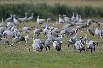 Cranes (Grus grus), standing in a meadow, Western Pomerania Lagoon Area National Park, Mecklenburg-Western Pomerania, Germany, Europe