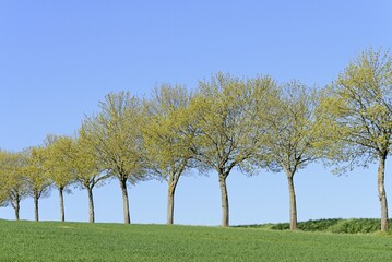 Maple (Acer), row of trees in a grain field, blue sky, North Rhine-Westphalia, Germany, Europe