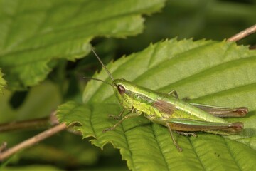 Small gold grasshopper (Chrysochraon brachyptera), female sitting on leaf, Baden-Württemberg, Germany, Europe