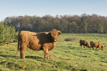 Highland cattle (Bos primigenius taurus), Wacholderhain Haselünne, Emsland, Lower Saxony, Germany, Europe