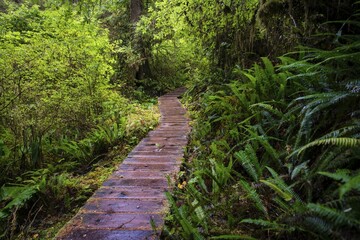 Boardwalk, Rainforest Trail, Pacific Rim National Park, Vancouver Island, British Columbia, Canada, North America