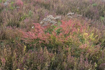 Salt meadow with glasswort (Salicornia europaea) and sea lavender (Limonium vulgare), Vlieland, province of North Holland, The Netherlands, Europe