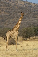 Giraffe (Giraffa camelopardalis), in the grasslands, Okapuka Ranch, Windhoek district, Windhoek, Namibia, Africa