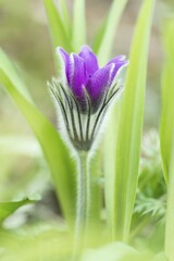 Fototapeta premium Pasque flower (Pulsatilla vulgaris), Lower Austria, Austria, Europe