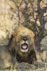 Lion (Panthera leo), yawning male, Savuti, Chobe National Park, Botswana, Africa