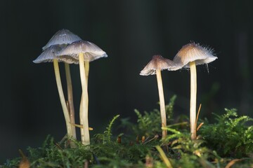 Mycena (Mycena sp.), Emsland, Lower Saxony, Germany, Europe