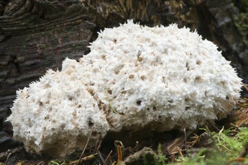 Slime mold (Myxogastria), Emsland, Lower Saxony, Germany, Europe
