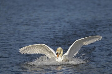 Mute swan (Cygnus olor) lands in water, Lake  Kemnade, North Rhine-Westphalia, Germany, Europe