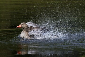Greylag goose (Anser anser) splashes in water, Hamburg, Germany, Europe
