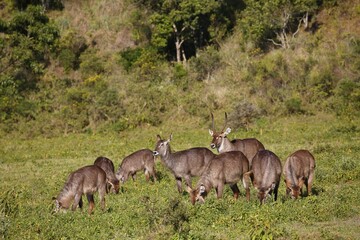 Waterbuck (Kobus ellipsiprymnus), herd during feeding, Arusha National Park, Tanzania, Africa