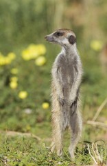 Suricate or meerkat (Suricata suricatta), guard on the lookout, rainy season with green surroundings, with yellow Devils Thorn (Tribulus zeyheri) flowers, Kalahari Desert, Kgalagadi Transfrontier Park, South Africa, Africa