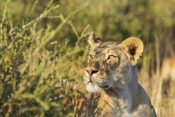 Lioness (Panthera leo), alert female, observing her surroundings, portrait, Kalahari Desert,...