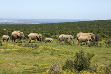 African bush elephants (Loxodonta africana), herd of juveniles, Addo Elephant National Park, Eastern Cape, South Africa, Africa