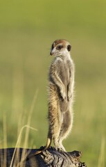 Suricate or meerkat (Suricata suricatta), guard on the lookout, rainy season with green surroundings, Kalahari Desert, Kgalagadi Transfrontier Park, South Africa, Africa
