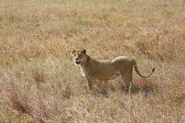 Pregnant lioness wandering in savannah, African lion (Panthera leo), female, Serengeti National...