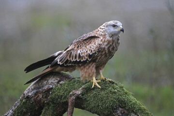 Red kite (Milvus milvus) sitting on old tree trunk, Allgaeu, Bavaria, Germany, Europe