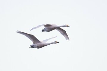 Bewick's swans (Cygnus bewickii), in flight, Emsland, Lower Saxony, Germany, Europe