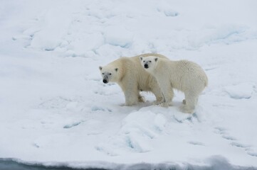 Polar bears (Ursus maritimus), mother with cub on edge of melting ice floe, Spitsbergen Island,...