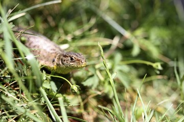 Sand Lizard (Lacerta agilis), female, Burgenland, Austria, Europe