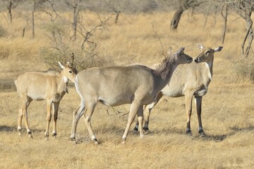 Nilgai or Nilgaus (Boselaphus tragocamelus), Gir Forest National Park, Gir Sanctuary, Gujarat, India, Asia