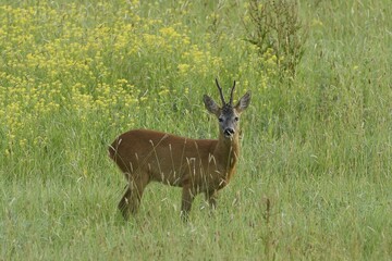 European roe deerbuck (Capreolus capreolus), standing in a meadow, Lower Rhine, North Rhine-Westphalia