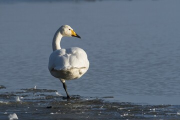 Whooper Swan (Cygnus cygnus) standing on one leg by the water, Emsland, Lower Saxony, Germany, Europe