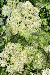 Elder (Sambucus), elderflower creative, Germany, Europe