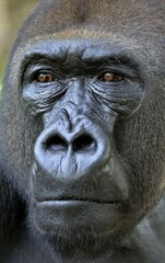 Western Lowland Gorilla (Gorilla gorilla gorilla), animal portrait, male, Silverback, captive, South-West Region, Cameroon, Africa
