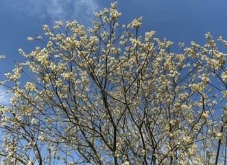 Flowering willow catkin (Salix spec.), Blue sky, Bavaria, Germany, Europe