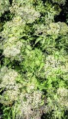 Elder (Sambucus), elderflower creative, Germany, Europe