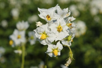 Potato (Solanum tuberosum) flowering, close-up, North Rhine-Westphalia, Germany, Europe