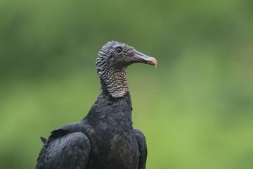 Black vulture (Coragyps atratus), Costa Rica, Central America