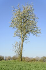 Fototapeta premium Pear (Pyrus), solitary tree in blossom, blue sky, North Rhine-Westphalia, Germany, Europe