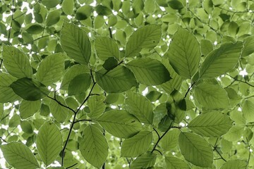 Close-up of green leaves of a tree, conveying a fresh and calming feeling of nature Beech leaves...