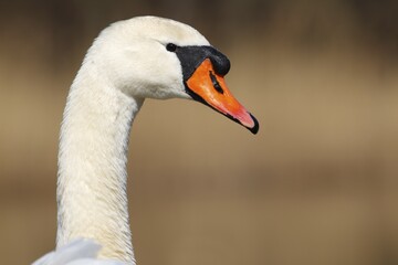 Mute swan (Cygnus olor), animal portrait, Schleswig-Holstein, Germany, Europe