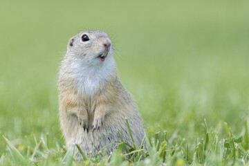 European ground squirrel (Spermophilus citellus) in a meadow, Lower Austria, Austria, Europe